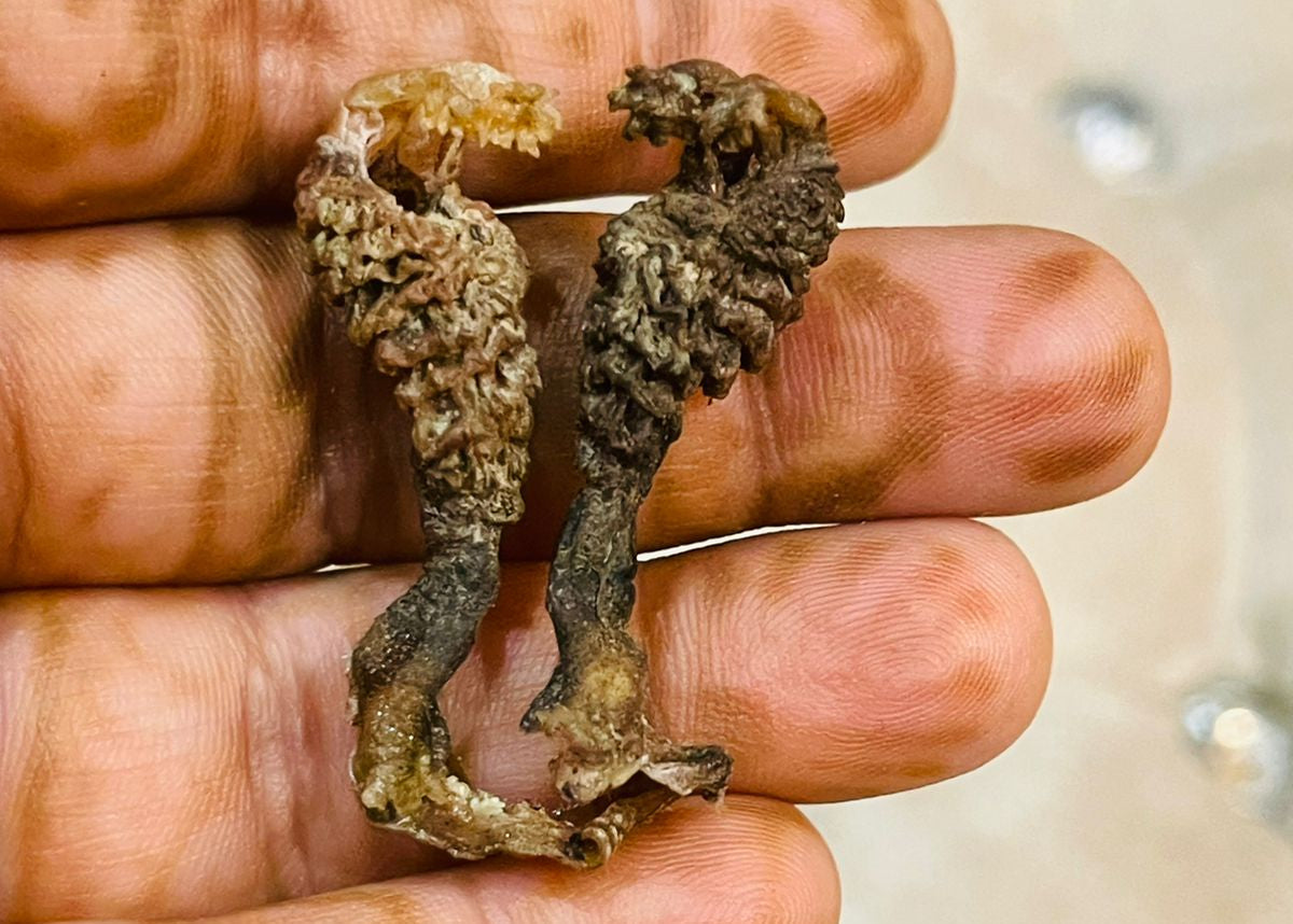 Original Hatha Jodi (Rare) – Used in Tantra & Vedic Rituals